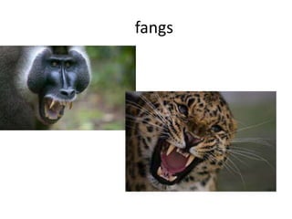 fangs