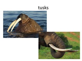 tusks
