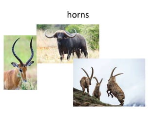 horns