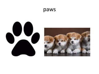 paws