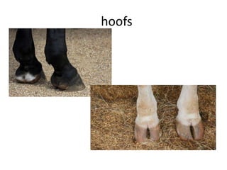 hoofs