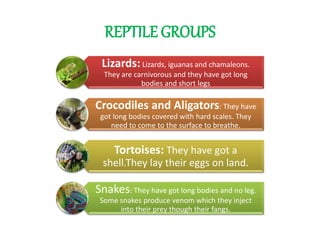 REPTILE GROUPS
Lizards:Lizards, iguanas and chamaleons.
They are carnivorous and they have got long
bodies and short legs
Crocodiles and Aligators: They have
got long bodies covered with hard scales. They
need to come to the surface to breathe.
Tortoises: They have got a
shell.They lay their eggs on land.
Snakes: They have got long bodies and no leg.
Some snakes produce venom which they inject
into their prey though their fangs.
 