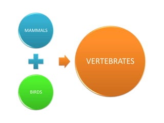 MAMMALS
BIRDS
VERTEBRATES
 