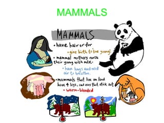 MAMMALS
 