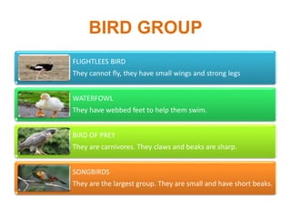 BIRD GROUP
FLIGHTLEES BIRD
They cannot fly, they have small wings and strong legs
WATERFOWL
They have webbed feet to help them swim.
BIRD OF PREY
They are carnivores. They claws and beaks are sharp.
SONGBIRDS
They are the largest group. They are small and have short beaks.
 
