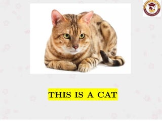 THIS IS A CAT
THIS IS A CAT
 