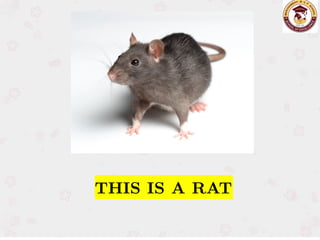 THIS IS A RAT
THIS IS A RAT
 