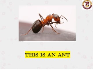 THIS IS AN ANT
THIS IS AN ANT
 