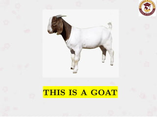 THIS IS A GOAT
THIS IS A GOAT
 