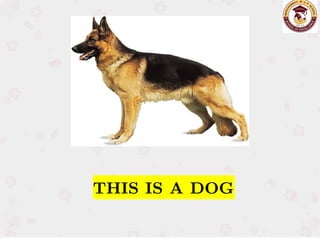 THIS IS A DOG
THIS IS A DOG
 