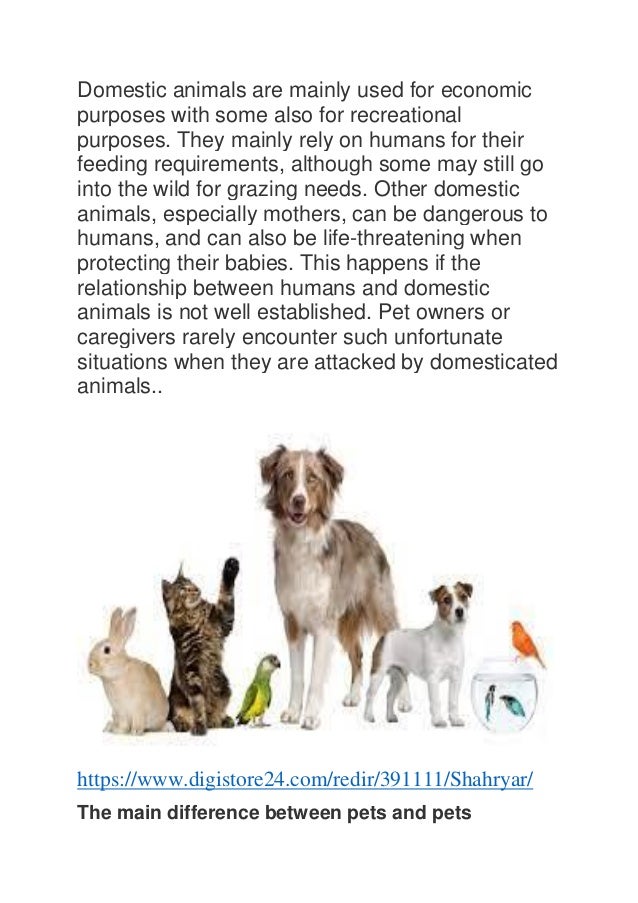 Animals and Pets PDF