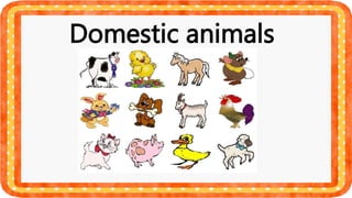 Domestic animals
 