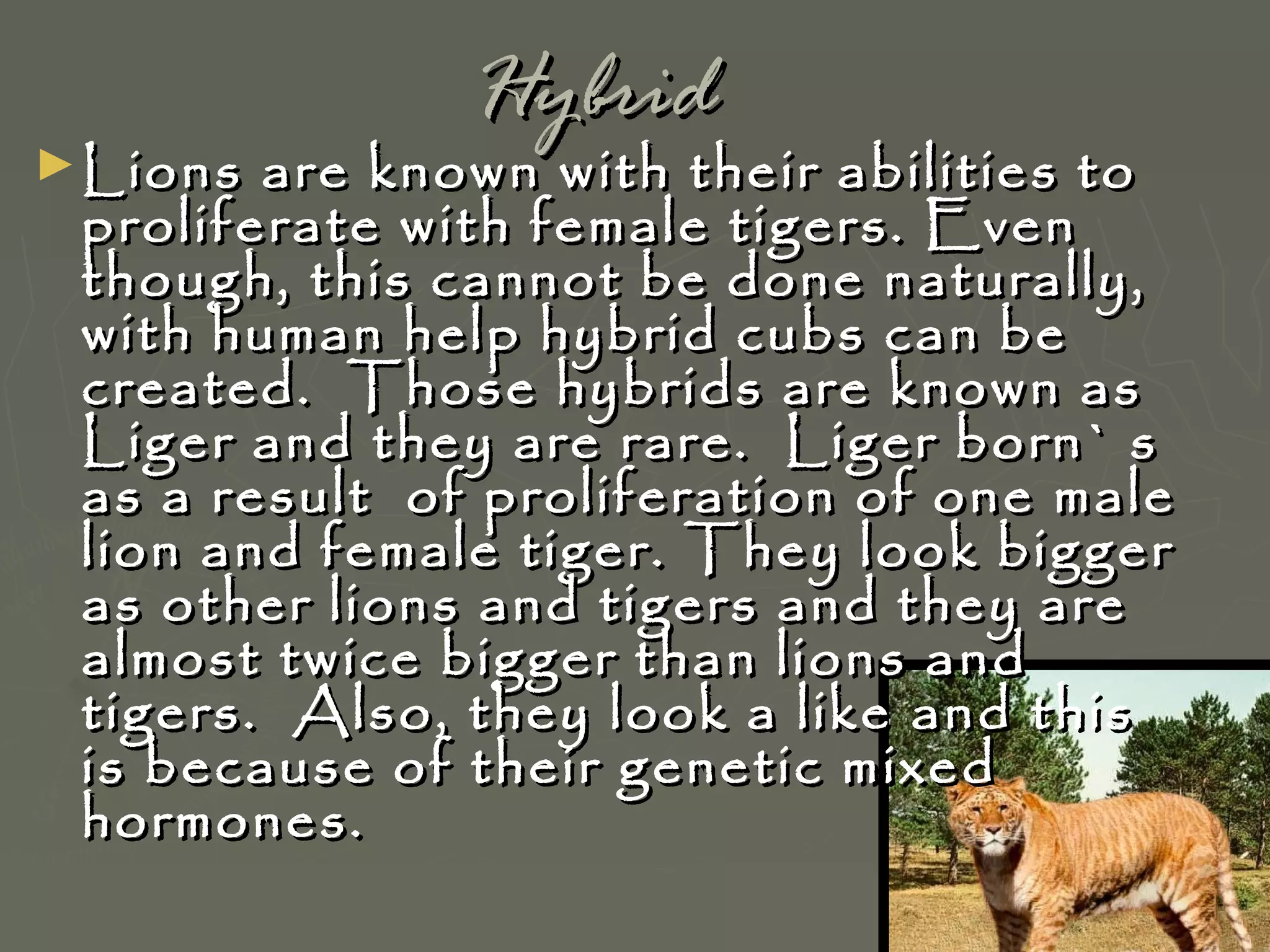 ► Lions

Hybrid

are known with their abilities to
proliferate with female tigers. Even
though, this cannot be done naturally,
with human help hybrid cubs can be
created. Those hybrids are known as
Liger and they are rare. Liger born` s
as a result of proliferation of one male
lion and female tiger. They look bigger
as other lions and tigers and they are
almost twice bigger than lions and
tigers. Also, they look a like and this
is because of their genetic mixed
hormones.

 