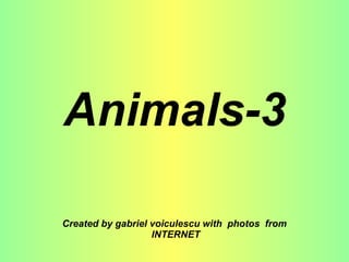Animals-3 Created by gabriel voiculescu with  photos  from  INTERNET 