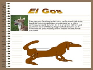 El Gos El gos, ca o cutxo (Canis lupus familiaris) és un mamífer domèstic de la família dels cànids. Les proves arquelògiques demostren que el gos ha estat en convivència propera amb els humans des de fa com a mínim 9.000 anys, però possiblement des de fa 14.000 anys. Les proves fòssils demostren que els avantpassats dels gossos moderns ja estaven associats amb els humans fa 100.000 anys. 