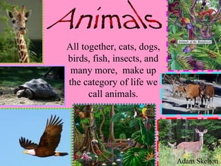 All together, cats, dogs, birds, fish, insects, and many more,  make up the category of life we call animals. Adam Skelton Animals 