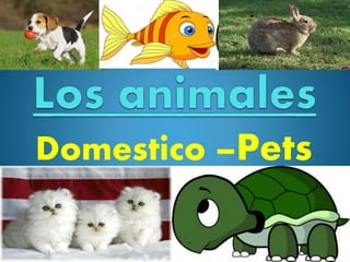Domestico –Pets
 
