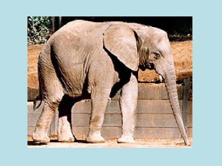 Animals Animals Everywhere