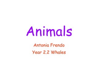 Animals Antonia Frendo Year 2.2 Whales 