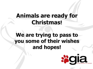 Animals are ready for Christmas ! We are trying to pass to you some of their wishes and hopes! 