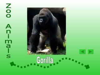 Animals At The Zoo2 | PPS