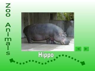 Animals At The Zoo2 | PPS