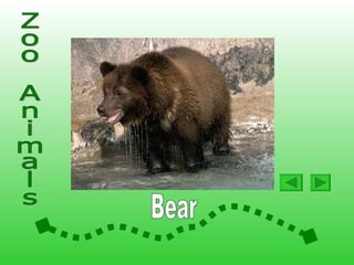 Animals At The Zoo2 | PPS
