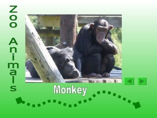 Animals At The Zoo2 | PPS
