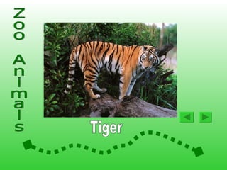 Animals At The Zoo2 | PPS