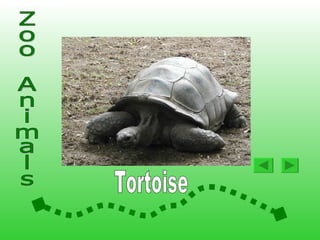 Animals At The Zoo2 | PPS