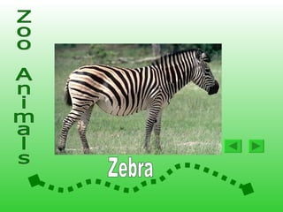 Animals At The Zoo2 | PPS