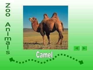 Animals At The Zoo2 | PPS