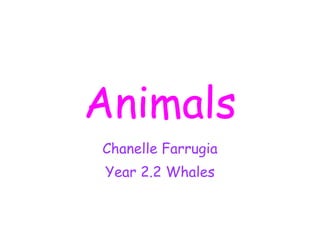 Animals Chanelle Farrugia Year 2.2 Whales 