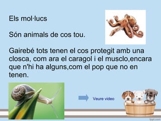 Els mol·lucs
Són animals de cos tou.
Gairebé tots tenen el cos protegit amb una
closca, com ara el caragol i el musclo,encara
que n'hi ha alguns,com el pop que no en
tenen.
Veure video
 