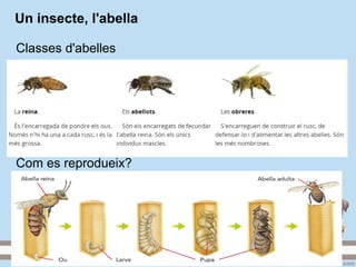 Un insecte, l'abella
Classes d'abelles
Com es reprodueix?
 