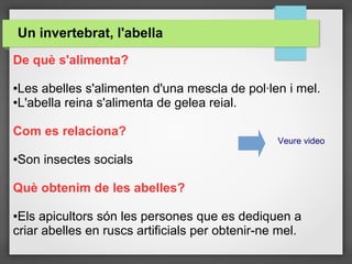 Un invertebrat, l'abella
De què s'alimenta?
●Les abelles s'alimenten d'una mescla de pol·len i mel.
●L'abella reina s'alimenta de gelea reial.
Com es relaciona?
●Son insectes socials
Què obtenim de les abelles?
●Els apicultors són les persones que es dediquen a
criar abelles en ruscs artificials per obtenir-ne mel.
Veure video
 