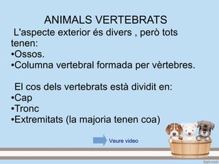 ANIMALS VERTEBRATS
L'aspecte exterior és divers , però tots
tenen:
●Ossos.
●Columna vertebral formada per vèrtebres.
El cos dels vertebrats està dividit en:
●Cap
●Tronc
●Extremitats (la majoria tenen coa)
Veure video
 