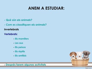 ANEM A ESTUDIAR:
- Què són els animals?
- Com es classifiquen els animals?
Invertebrats
Vertebrats:
- Els mamífers
- Les aus
- Els peixos
- Els rèptils
- Els amfibis
- Després farem algunes activitats
 