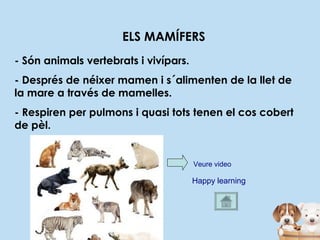 ELS MAMÍFERS
- Són animals vertebrats i vivípars.
- Després de néixer mamen i s´alimenten de la llet de
la mare a través de mamelles.
- Respiren per pulmons i quasi tots tenen el cos cobert
de pèl.
Veure video
Happy learning
 