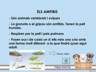ELS AMFIBIS
- Són animals vertebrats i ovípars
- La granota o el gripau són amfibis. Tenen la pell
humida.
- Respiren per la pell i pels pulmons
- Posen ous i de cada un d´ells neix una cria amb
una forma molt diferent a la que tindrà quan sigui
adult.
Veure video
Happy learning
 