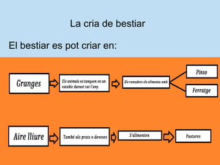 La cria de bestiar
El bestiar es pot criar en:
 