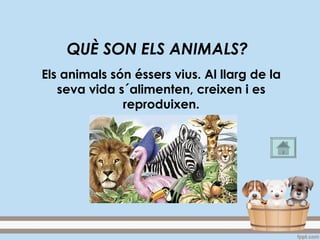 QUÈ SON ELS ANIMALS?
Els animals són éssers vius. Al llarg de la
seva vida s´alimenten, creixen i es
reproduixen.
 