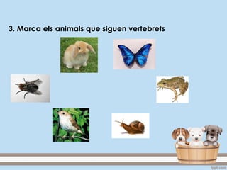 3. Marca els animals que siguen vertebrets
 