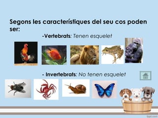 Segons les característiques del seu cos poden
ser:
-Vertebrats: Tenen esquelet
- Invertebrats: No tenen esquelet
 