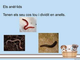 Els anèl·lids
Tenen els seu cos tou i dividit en anells.
 