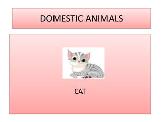 DOMESTIC ANIMALS

CAT

 