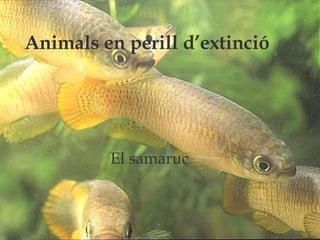 Animals en perill d’extinció El samaruc Animals en perill d’extinció El samaruc                                                                               