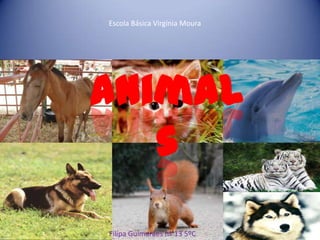 Escola Básica Virgínia Moura Animals Filipa Guimarães nº 13 5ºC 