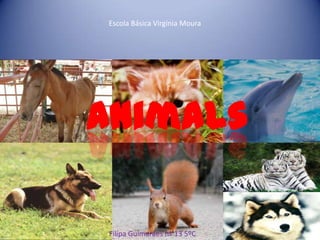 Escola Básica Virgínia Moura Animals Filipa Guimarães nº 13 5ºC 