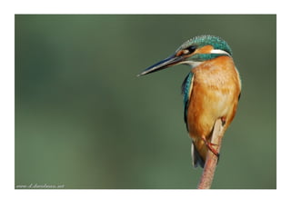 “ Pose”  Super-land, Rishon Le Zion 2006    © Dror Davidman 